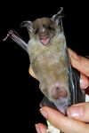 Phyllostomus discolor b.jpg