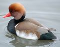 Red-crested Pochard