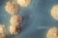 المتفطرة السلية.