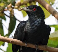 Asian Koel (Male) I IMG 8190.jpg