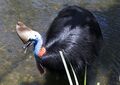 Cassowary 1 (14949771444).jpg