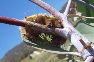 An emperor gum moth caterpillar spinning its cocoon.