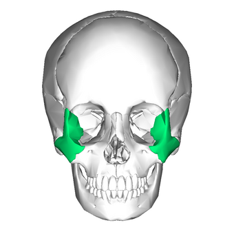 Zygomatic bone anterior.png