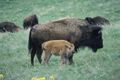 Bison cow and calf