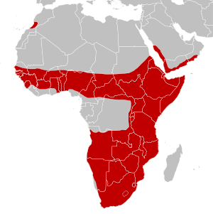 Bitis arietans distribution map.svg