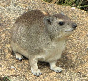 Yellow-spotted Rock Hyrax.jpg