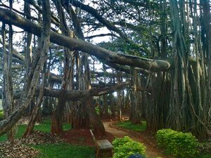 Big Banyan Tree at Bangalore.jpg