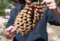 Large cone, found at 4,150 ft elevation in the Santa Lucia Ranger District of the Los Padres National Forest, California Coastal Range of the Central Coast.