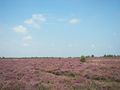 The nearby Lüneburg Heath is an anthropogenic heath