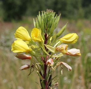 Oenothera rubricaulis 2014 G1.jpg