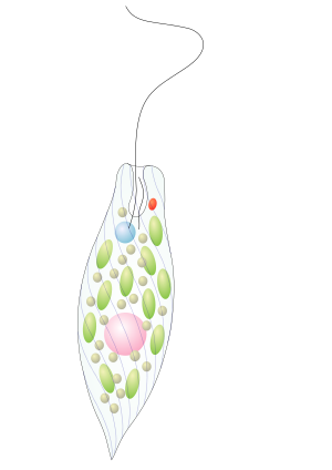 Euglena scheme no arrows.svg