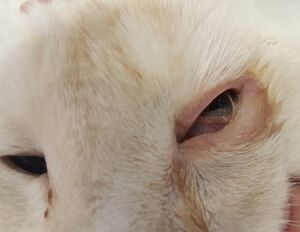 Vet.ophthalmologist Yastrebov O. St.Peterburg, Russia