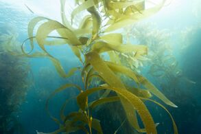 Giant kelp, a brown algae, is not a true plant, yet it is multicellular and can grow to 50m