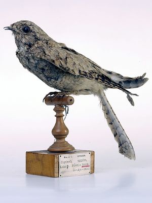 Egyptian Nightjar.jpg
