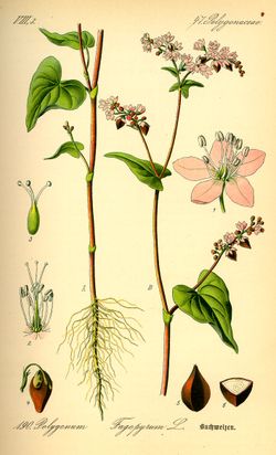 Illustration Fagopyrum esculentum0.jpg