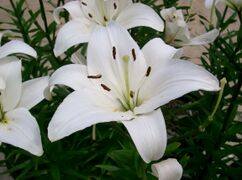 Lilium 'Navona'2.jpg