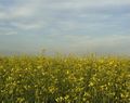 Rapeseed field in Khakassia