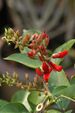 Erythrina fusca1.jpg