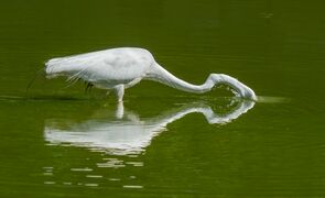 يغوص رأسه في الماء ليصطاد داخل مقبرة گرين-وود في بروكلين