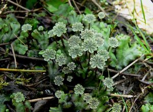 Marchantia, an example of a liverwort (Marchantiophyta)