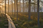 Duckboards along a hiking trail in Viru bog in Lahemaa National Park. The longest hiking trail is 627 km (390 mi) long.[236]