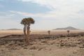 Quiver trees in the Skeleton Coast Park, Namibia