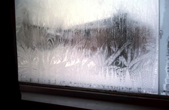 Fern frost on a window