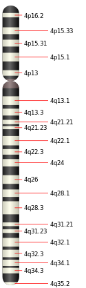 Chromosome 4.svg