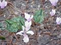Cyclamen hederifolium