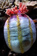Pseudocolochirus ("sea apple").