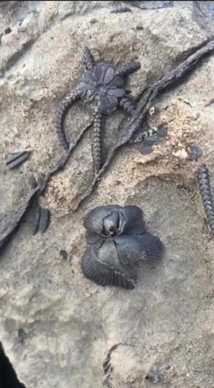 أحفورة بحرية من منطقة جازان، 27 يناير 2022.