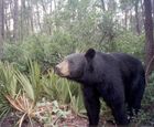 A Florida Black Bear.jpg