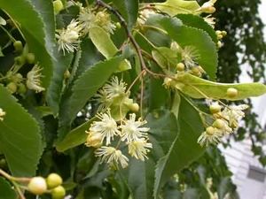 Flowers of Tilia cordata.jpg