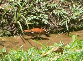 صورة معبرة عن الموضوع فرنار مخطط الجناح