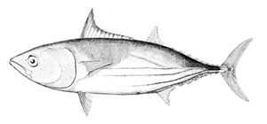 Katsuwonus pelamis.jpg