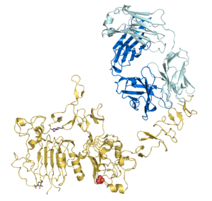 Trastuzumab Fab-HER2 complex 1N8Z.png