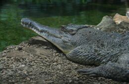 Krokodýl_štítnatý