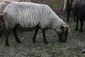 Shetland ewe.jpg