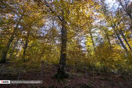 Caspian Hyrcanian Mixed Forests in Northern Iran 03.jpg