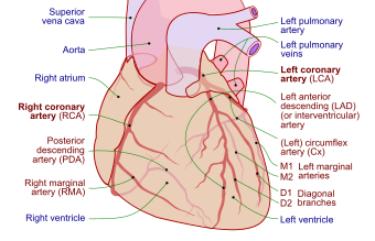 Coronary arteries.svg