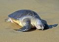 ترسة ديلي الزيتونية (Lepidochelys olivacea)