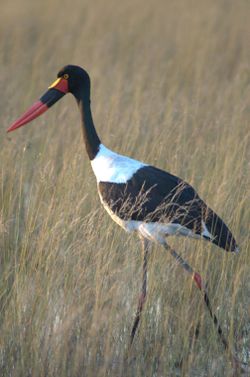 2002313 Saddlebilled Stork.jpg