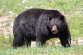 Ursus americanus PO 03.jpg