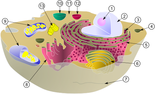 Biological cell.svg