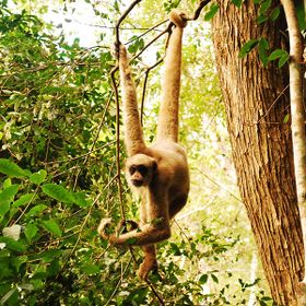 صورة معبرة عن الموضوع سعدان الموريكي