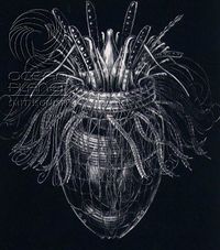 Pliciloricus enigmatus.jpg