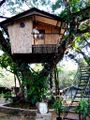 ZC Tree House