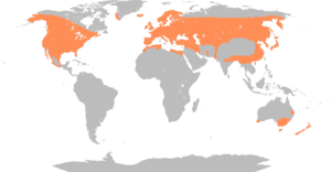 Anas platyrhynchos distribution map.png
