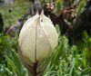 Brahmakamal Kaluvinayak Chamoli Uttarakhand 2014-08-23.jpg