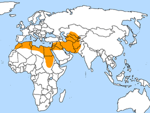 Caprimulgus aegyptius distr.png